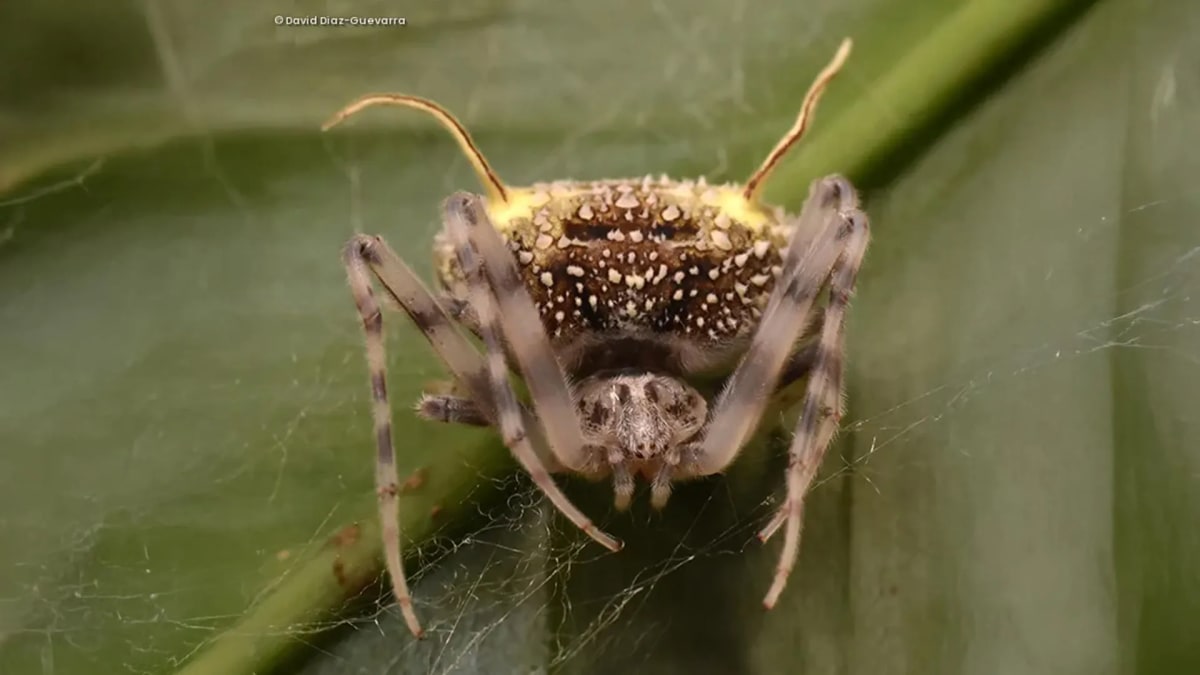 Newly discovered Taczanowskia waska spider with pale fungus-like appearance on leaf in Ecuador