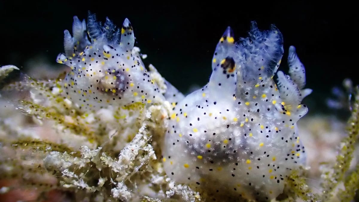 Tiny translucent sea slug with black and yellow spots feeding on underwater bryozoan colony