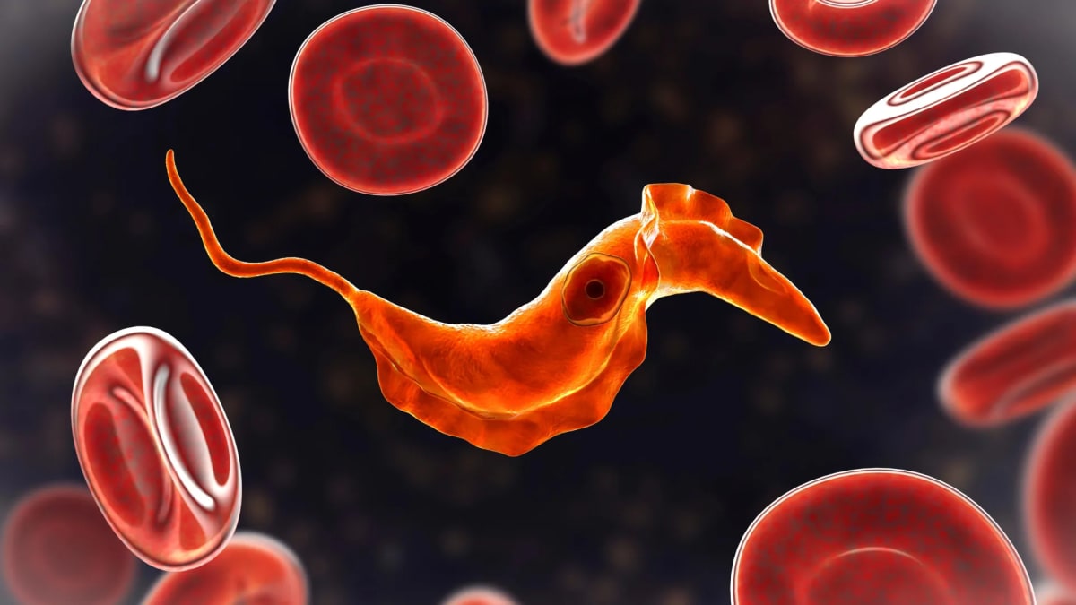 Microscopic view of human blood cells flowing through vessels, representing ancient evolutionary origins