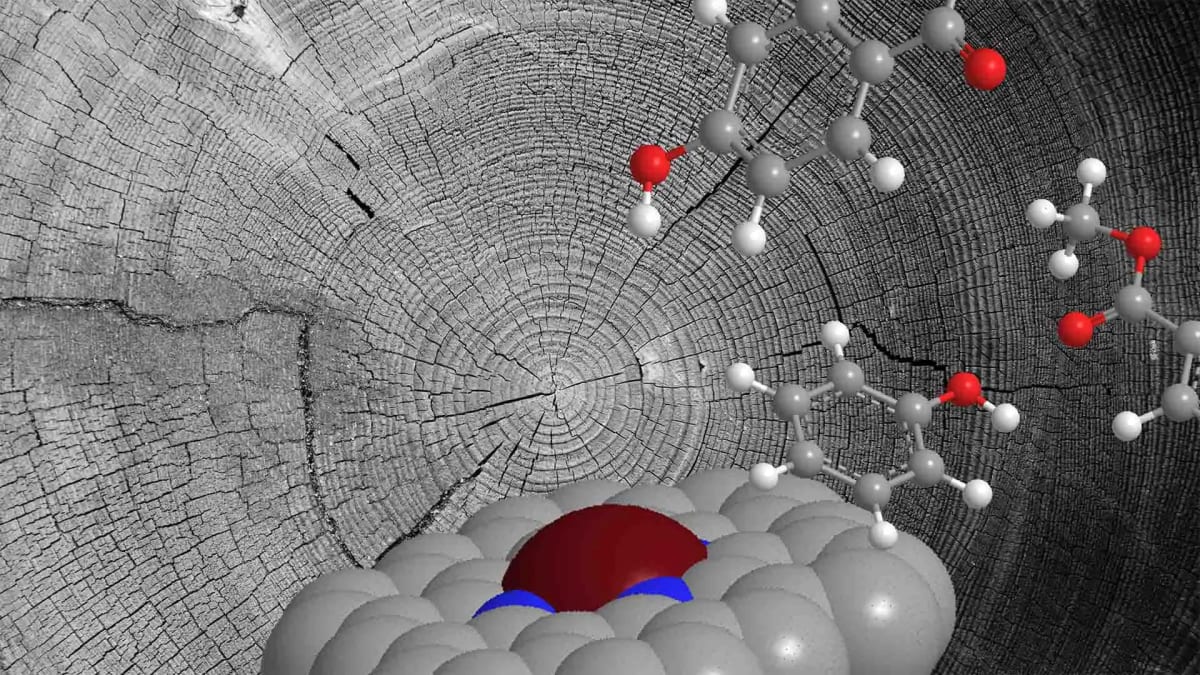 Scientists Turn Plant Waste Into Fuel Using New Catalyst