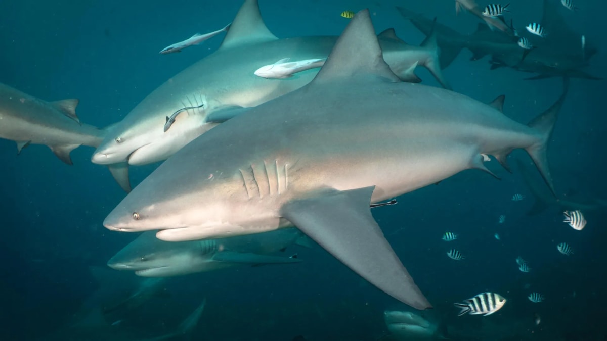 Bull Sharks in Fiji Choose Friends Just Like Humans Do