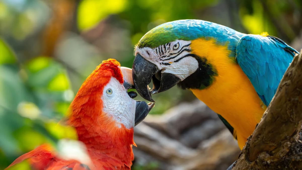 Colorful pet parrot perched indoors, looking at camera with intelligent expression