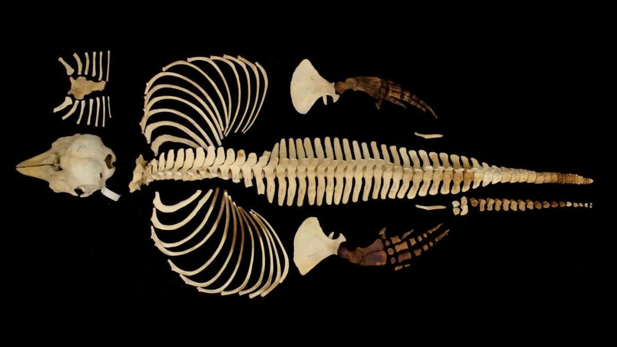 Scientists Create 3D Vaquita Archive to Save Tiny Porpoise