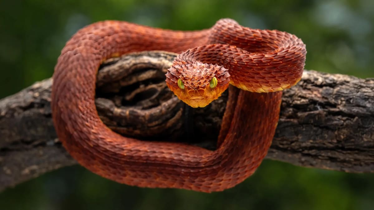 Rattlesnake Blood Reveals 10x Stronger Antivenom