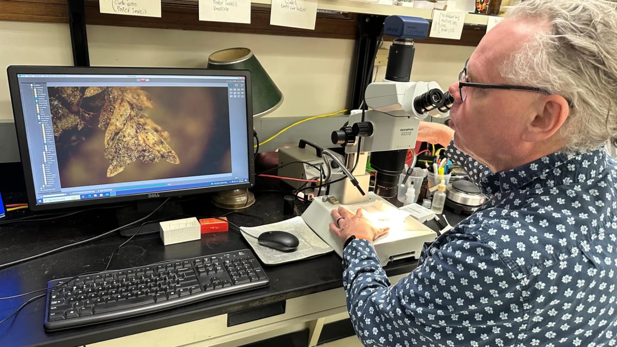 Tiny Moss Helped Solve Cemetery Crime in Illinois