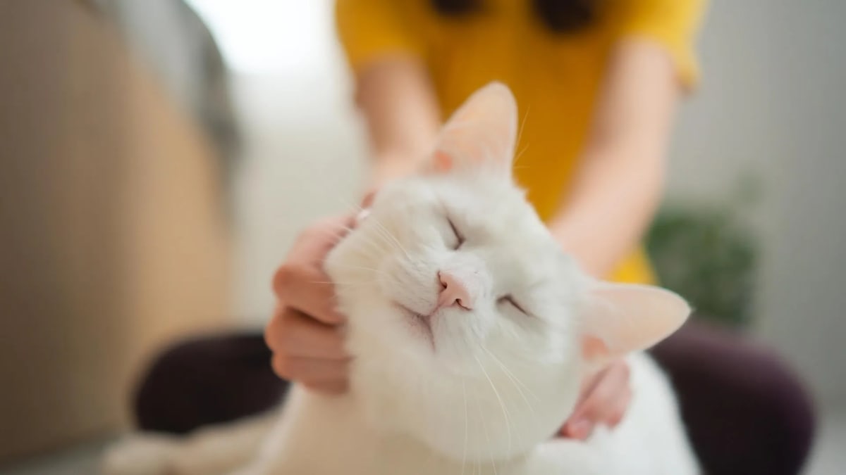 Cat Tumors Unlock New Cancer Treatments for Humans