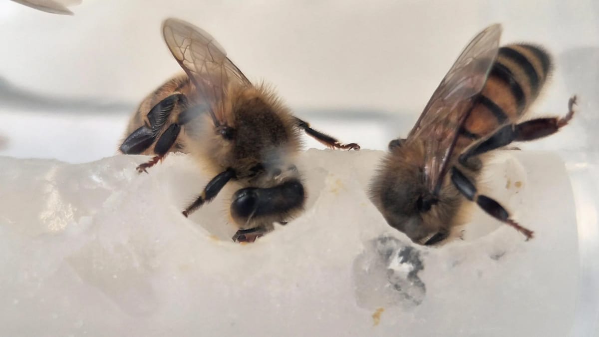 Lab-Made Bee Food Boosts Colony Growth 15-Fold