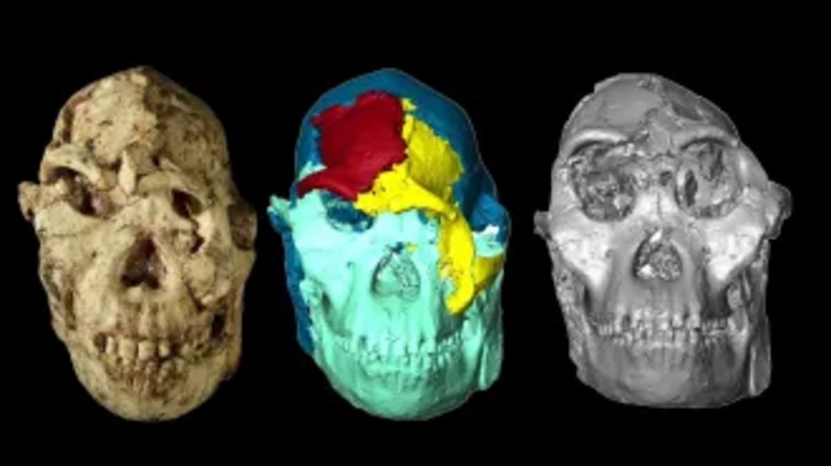Egyptian Fossil Reveals Apes May Have Evolved in North Africa - Image 4