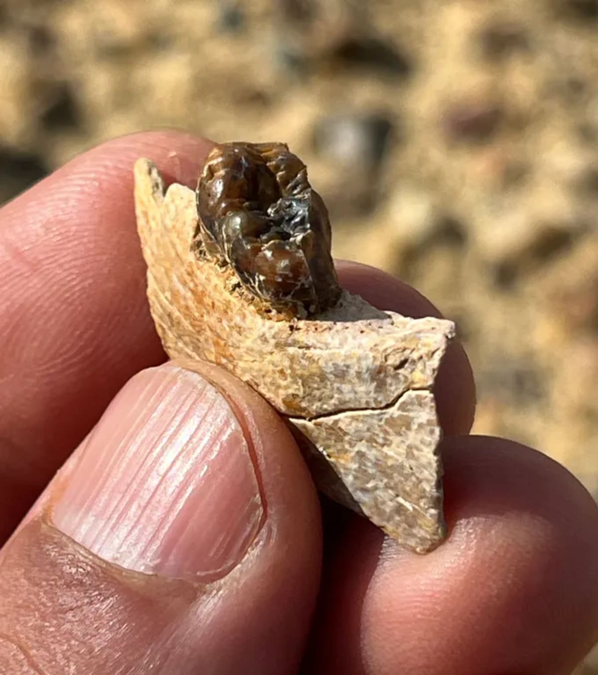 Egyptian Fossil Reveals Apes May Have Evolved in North Africa - Image 2