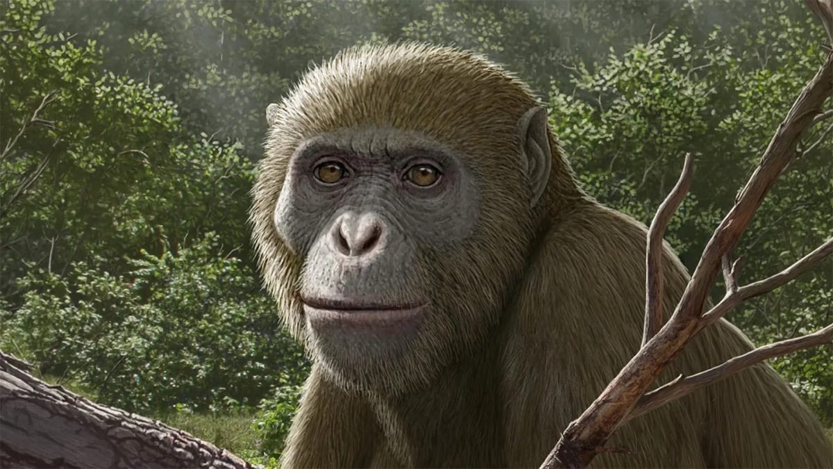Egyptian Fossil Reveals Apes May Have Evolved in North Africa