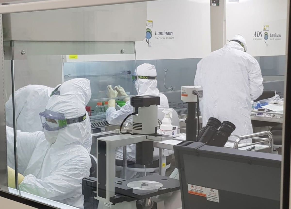 Laboratory scientist examining corneal cell cultures under microscope for vision-restoring therapy development