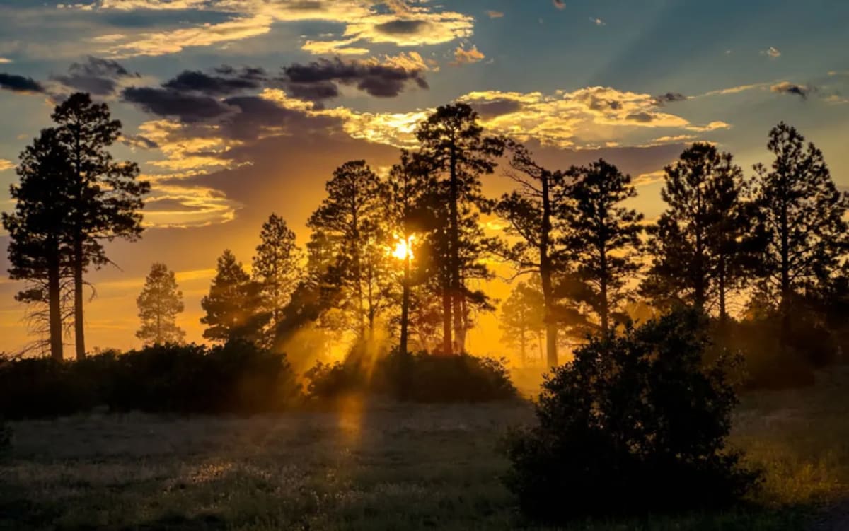 Scientists Help Trees Migrate North to Survive Climate Change
