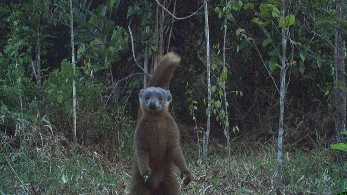 Brown lemur perched in Madagascar rainforest canopy captured by motion-triggered camera