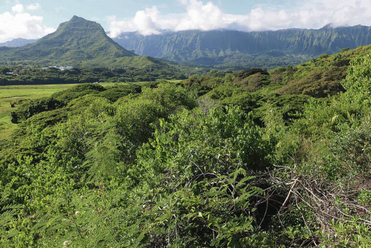 Volunteers removing invasive red mangroves from Kawainui Marsh wetlands in Kailua, Hawaii