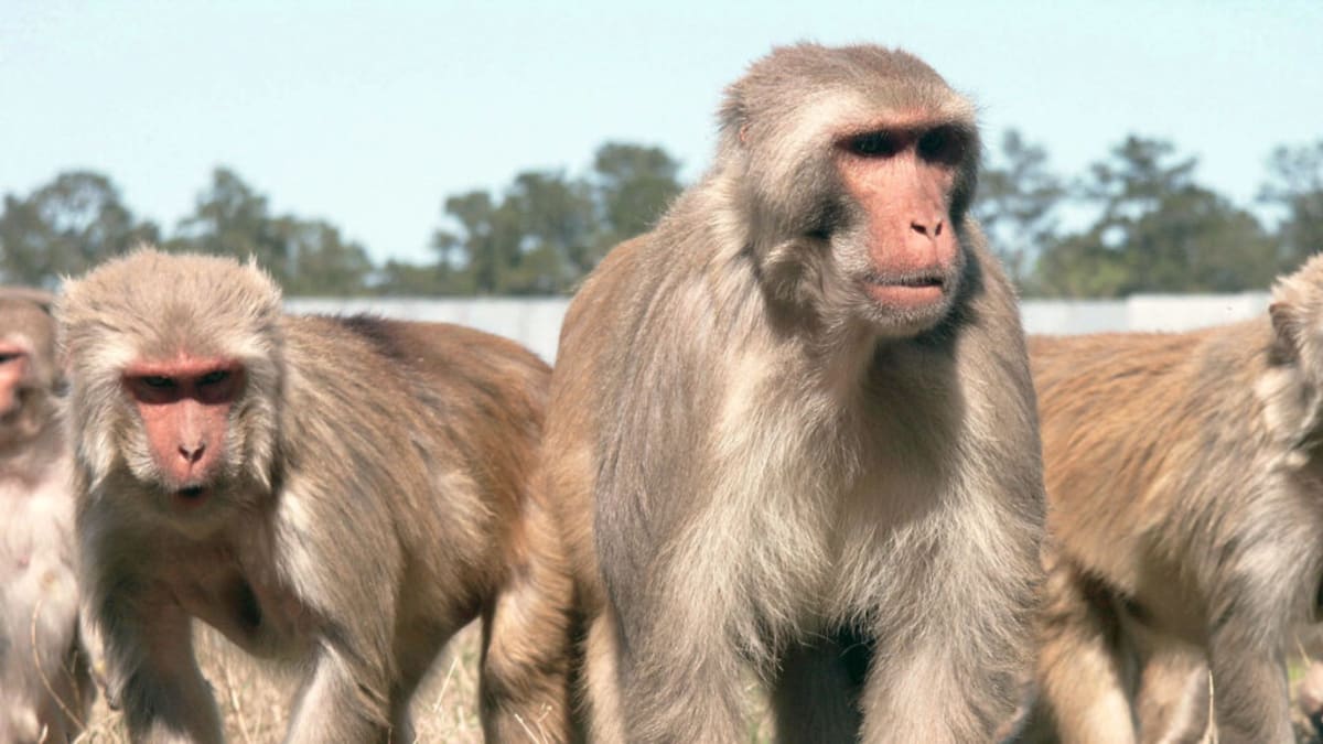 Macaque monkey at primate sanctuary in natural outdoor habitat setting