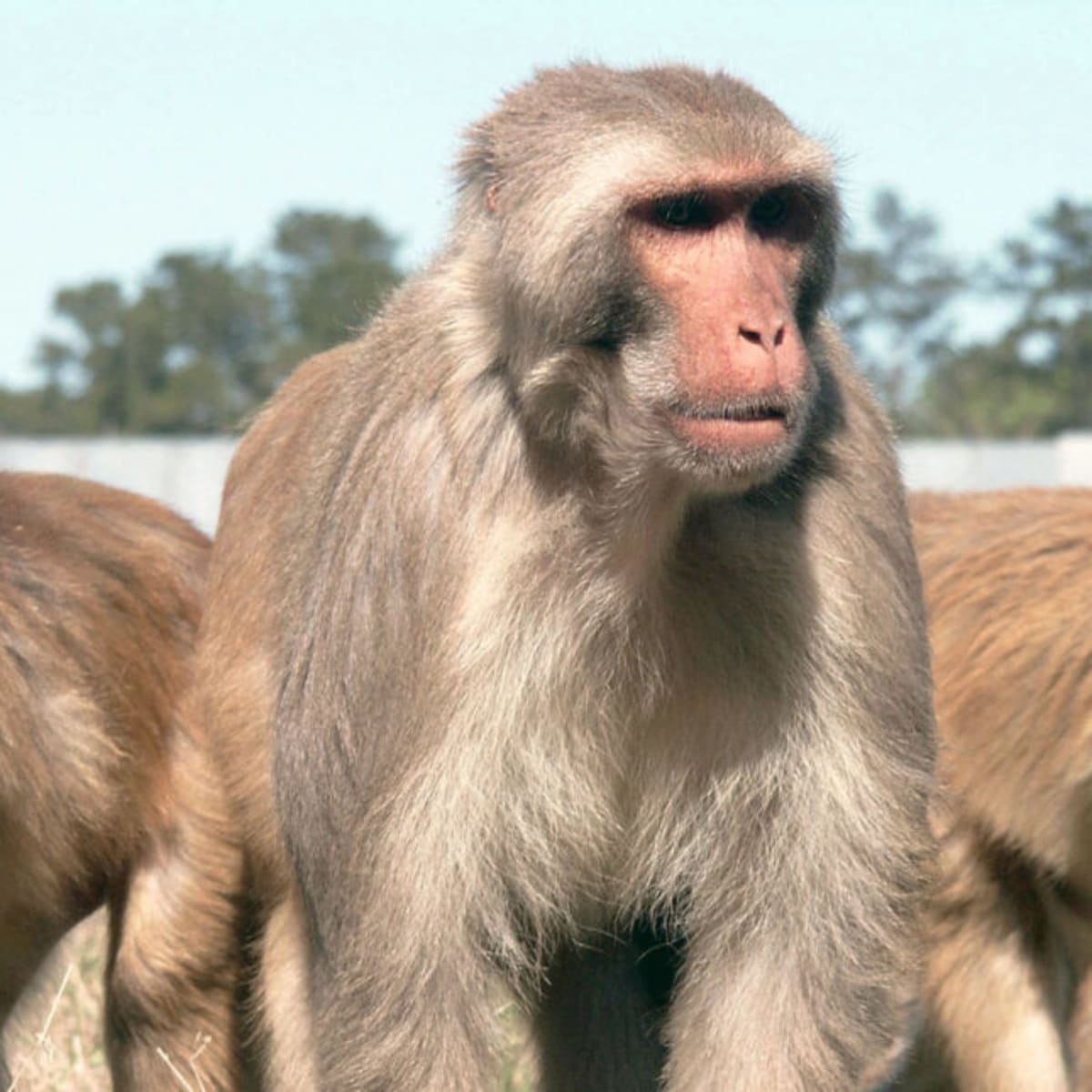 CDC Moves 160+ Research Monkeys to Texas Sanctuary - Image 2