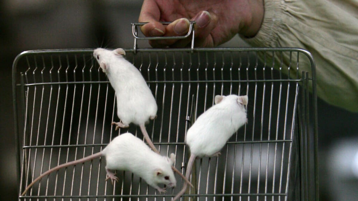 FDA and NIH Invest $150M to Replace Animal Testing