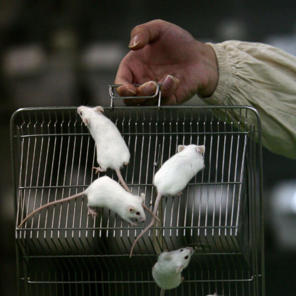 FDA and NIH Invest $150M to Replace Animal Testing - Image 2