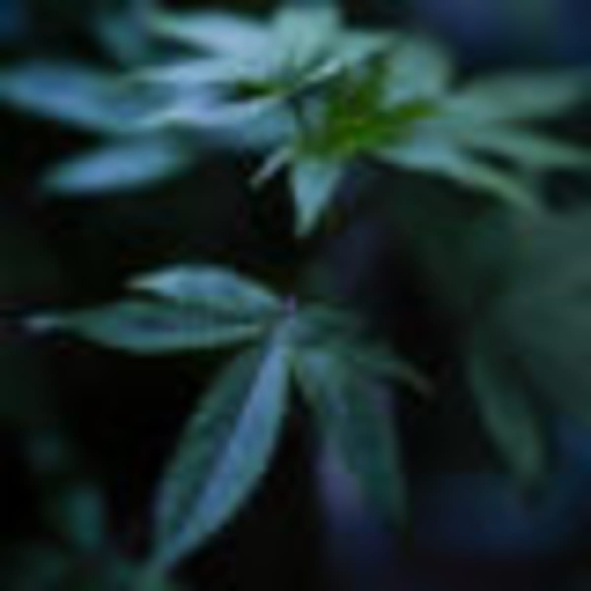 FDA Approves First Obesity Pill, No Needles Required - Image 3