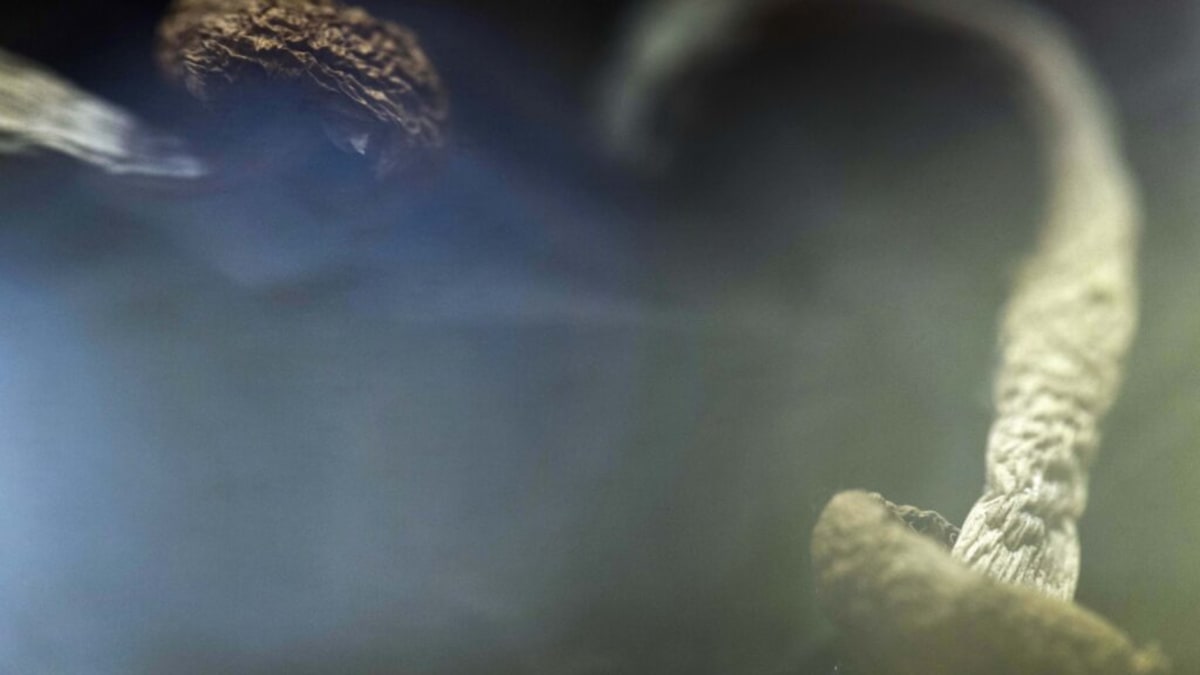 FDA Fast-Tracks 3 Psychedelic Mental Health Treatments