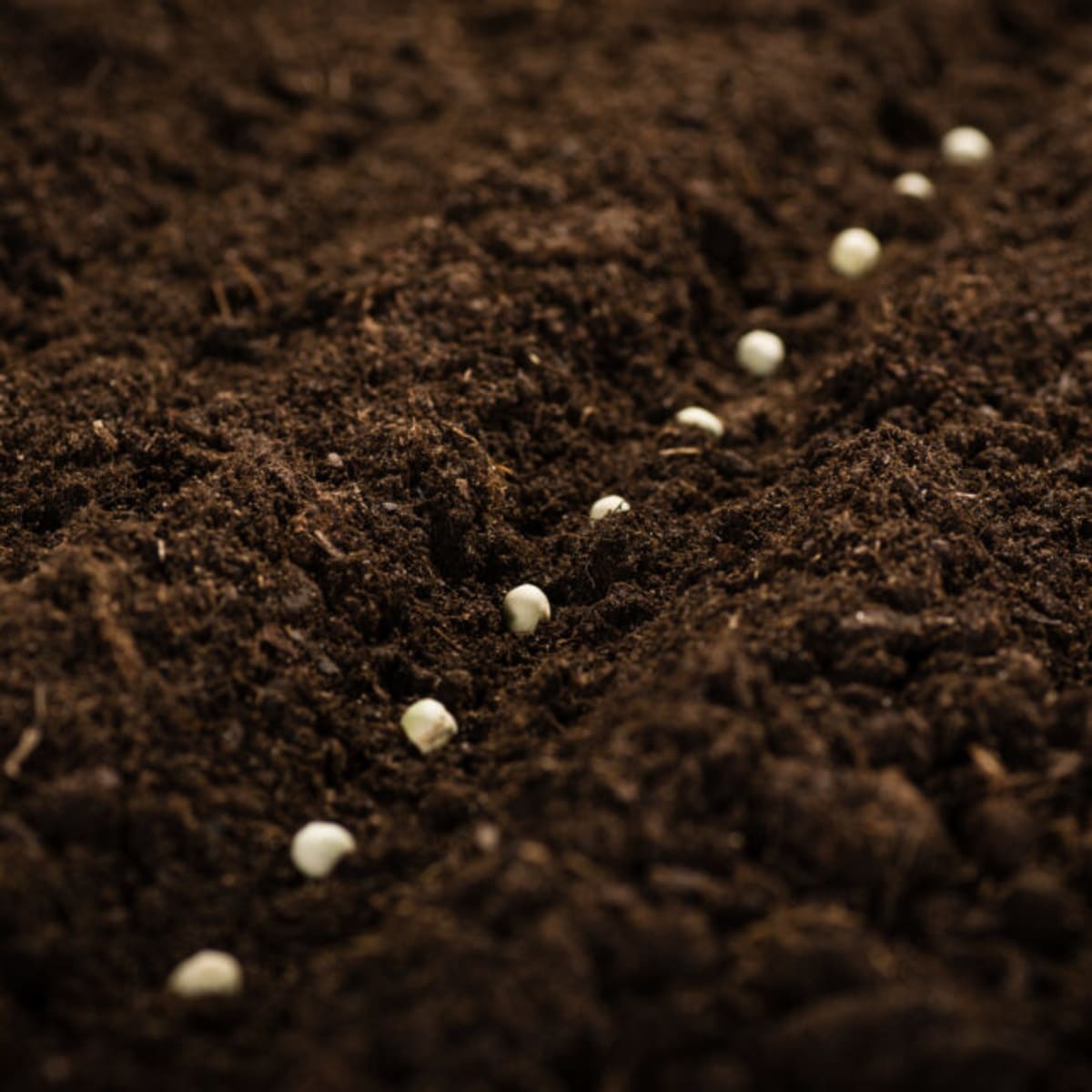 Scientists Build Grassroots Research Network After NIH Cuts - Image 2