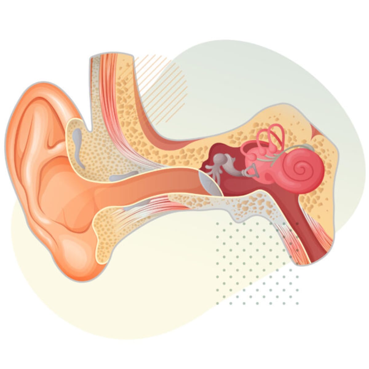 New Gene Therapy Trial Targets Most Common Deafness Gene - Image 2