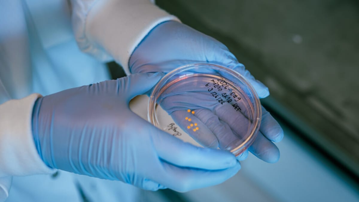 Lab-Grown Brain Organoids Survive 5+ Years at Harvard