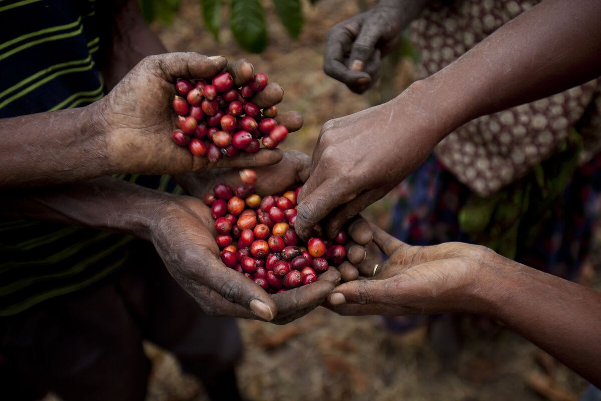 Ethiopian coffee farmers harvesting red coffee cherries on terraced hillside plantation in Ethiopia