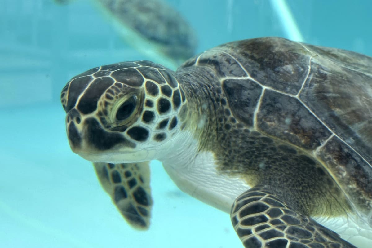 Green Sea Turtles No Longer Endangered After Decades - Image 3