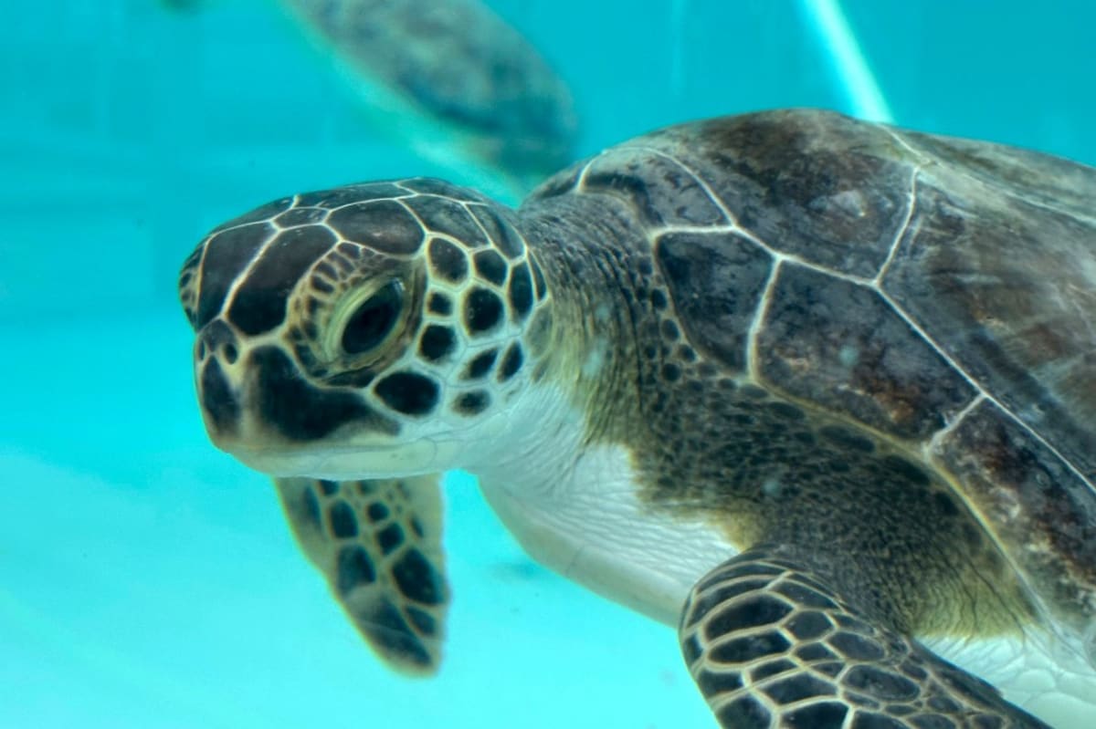 Green sea turtle swimming in rehabilitation tank at Loggerhead Marinelife Center in Juno Beach Florida