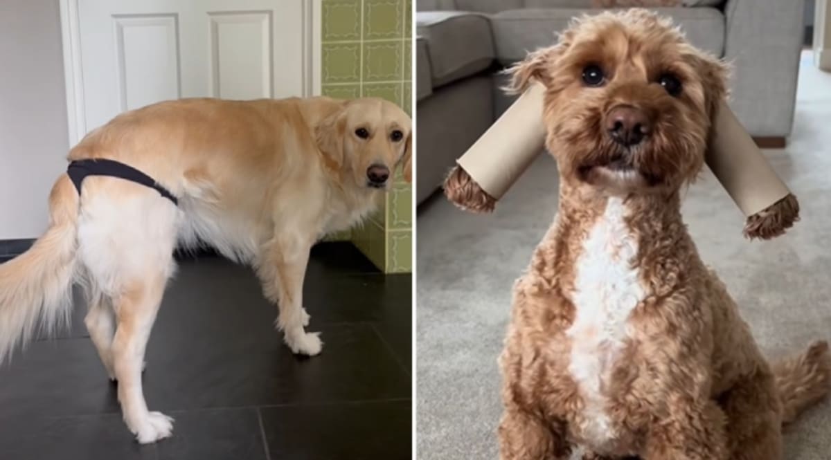 Dog Survives Week in Wild After Owner's 180-Foot Fall - Image 3