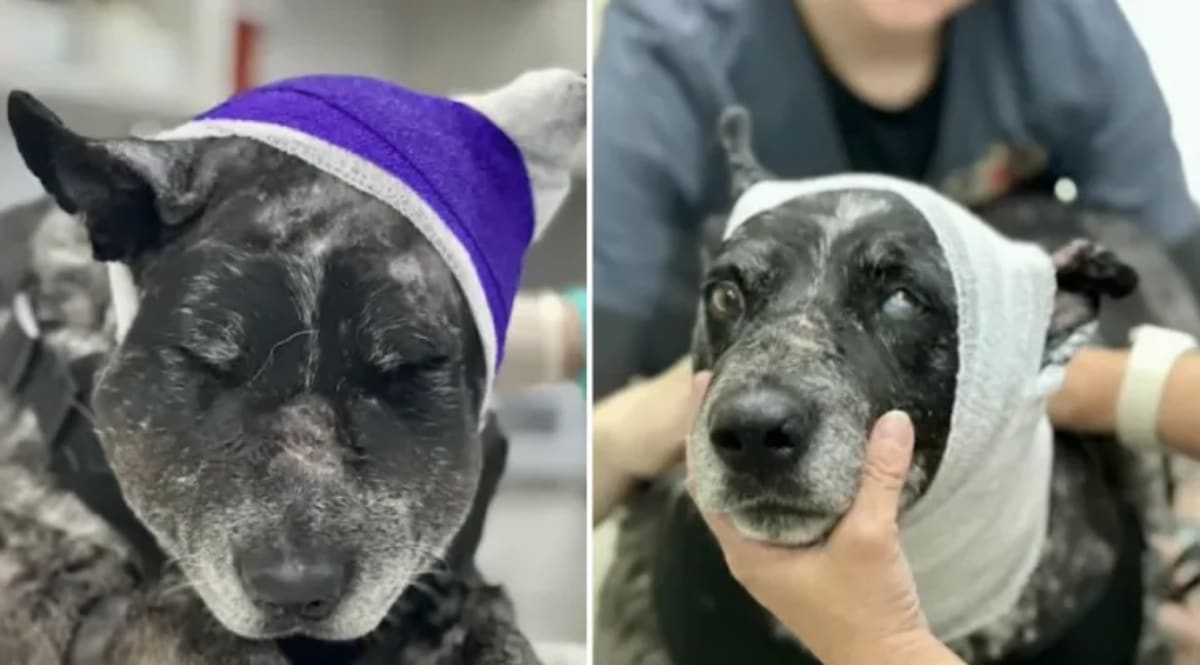 Honey, a senior brown dog with bandages, resting after her heroic encounter with a bear