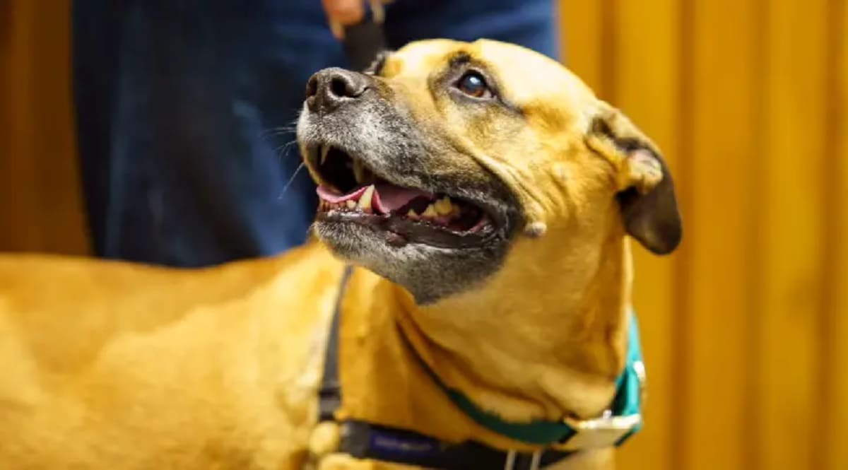Brown dog Gozier with owner Dan DiCandilo who saved hypothermia patient in Virginia