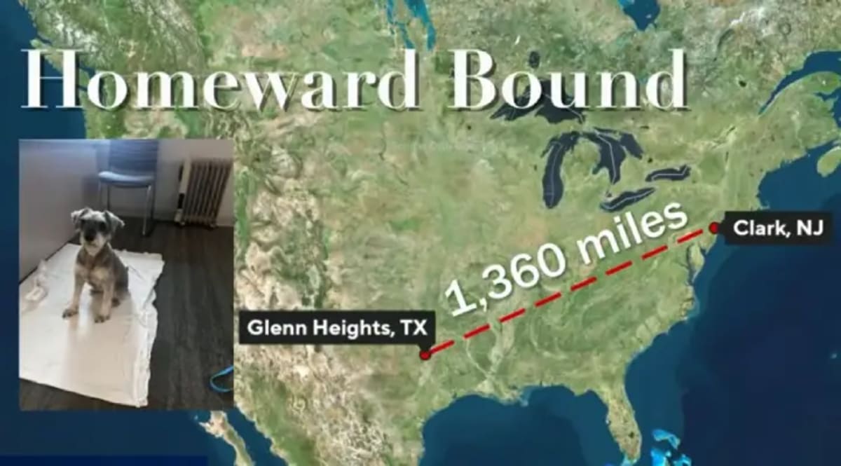 Small dog Koko being held by police officer at Clark Township station before family reunion