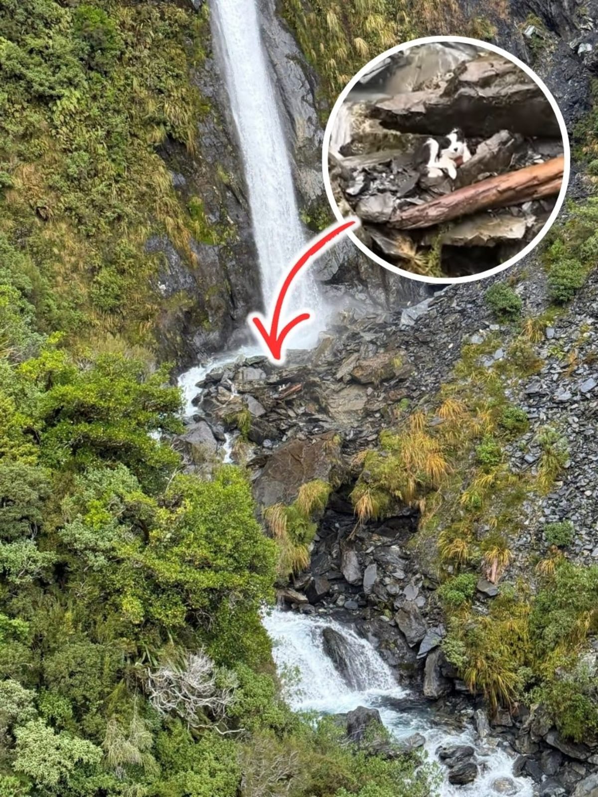 Dog Survives Week in Wild After Owner's 180-Foot Fall - Image 2