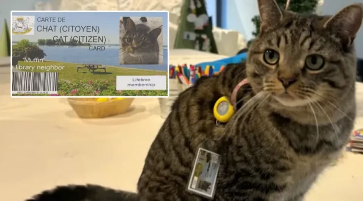 76-Year-Old Vietnam Vet Found Alive After 4 Days Lost - Image 3