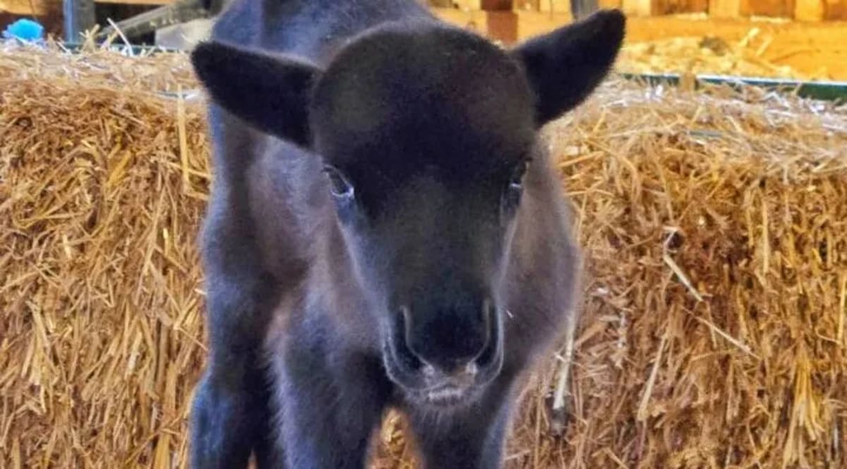 Homeless Man Saves Missing 6-Year-Old in Miami - Image 5