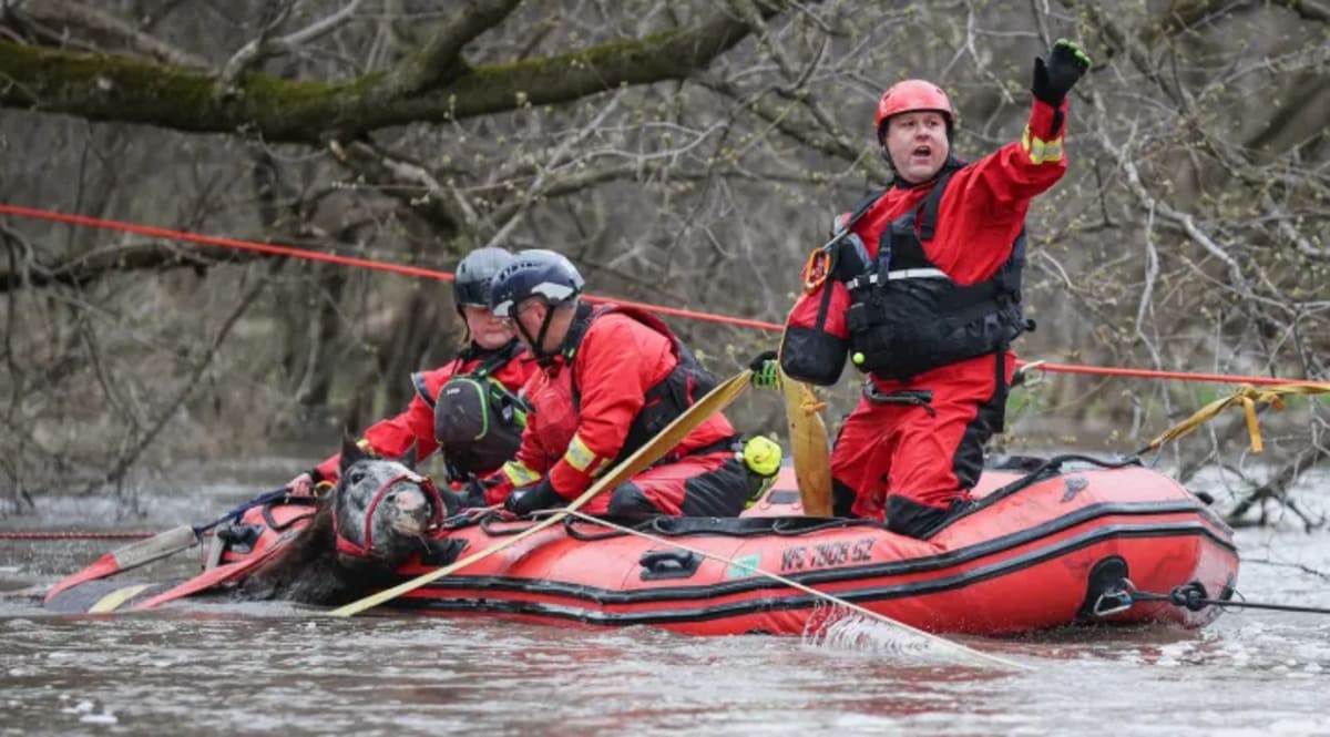 Troy the Horse Rescued After 8-Hour Flood Fight in Illinois