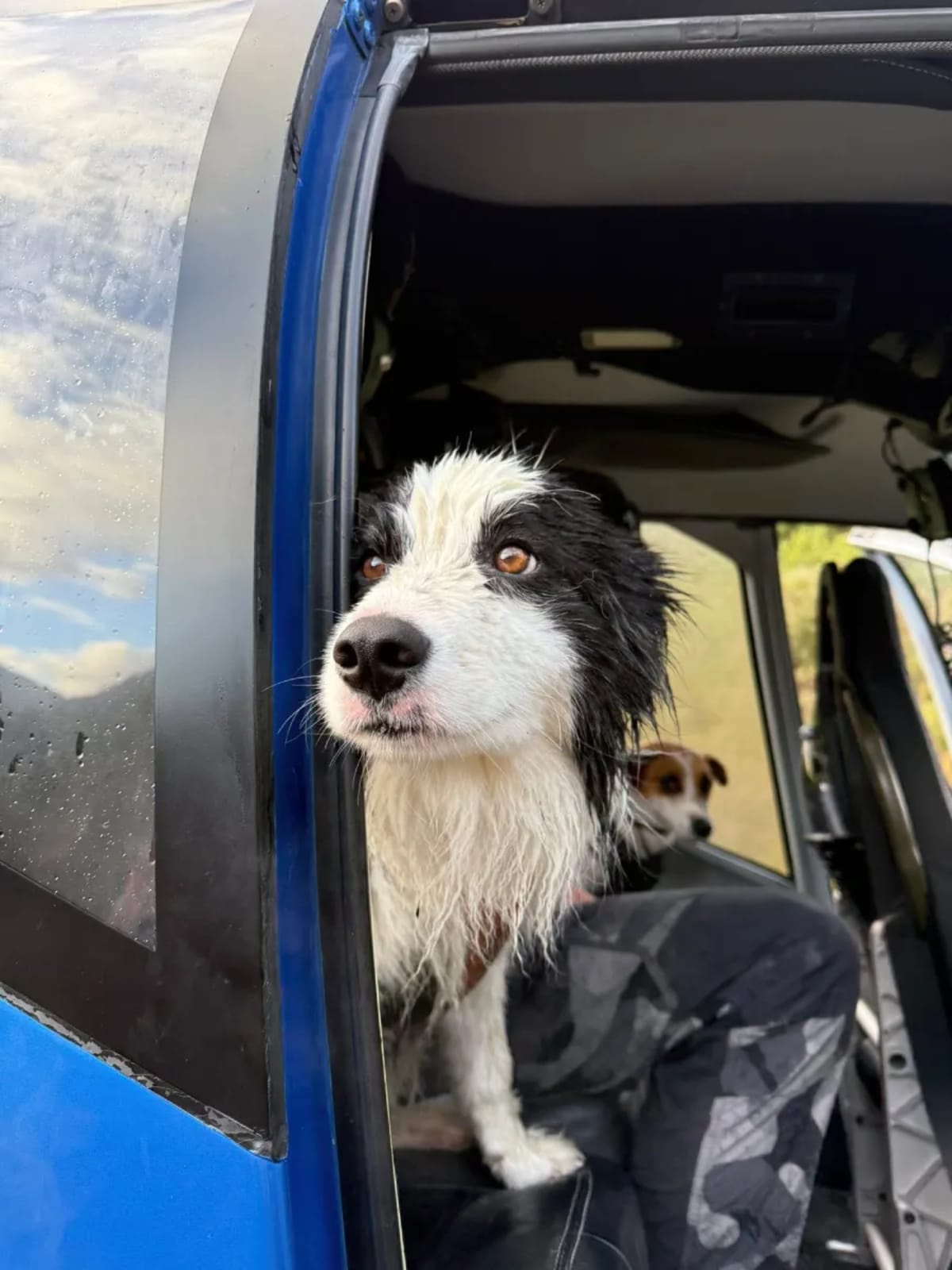Black and white border collie Molly sitting in rescue helicopter after week-long wilderness survival