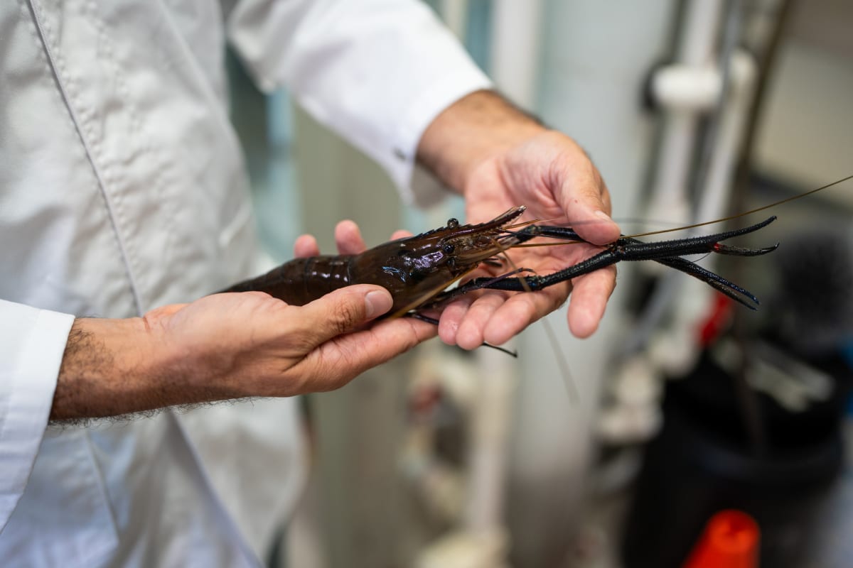 Australian University Hatches 200,000 Giant Prawns - Image 3