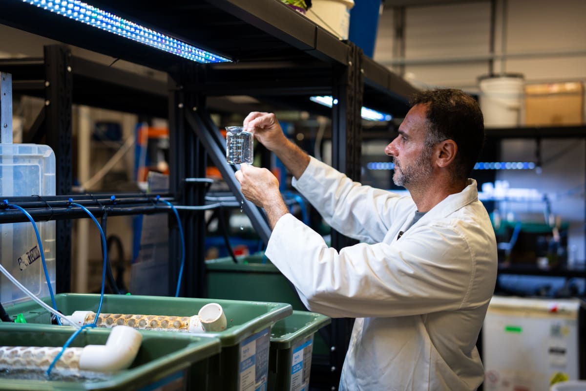 Australian University Hatches 200,000 Giant Prawns - Image 4