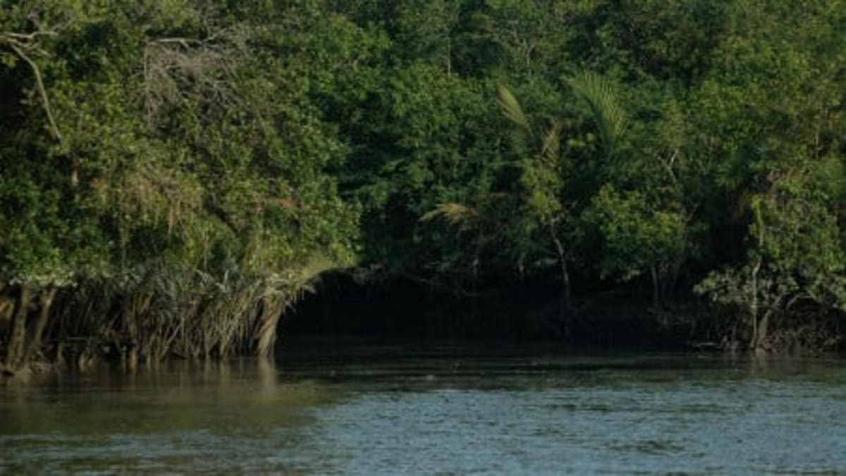 Bangladesh Mangroves Block Half of Cyclone Force, Save Lives