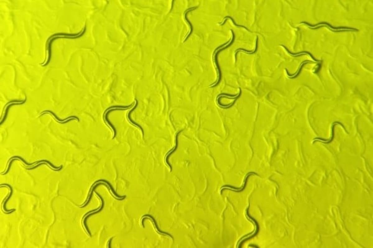 Tiny Worms Could Speed Cure for Rare Childhood Disease
