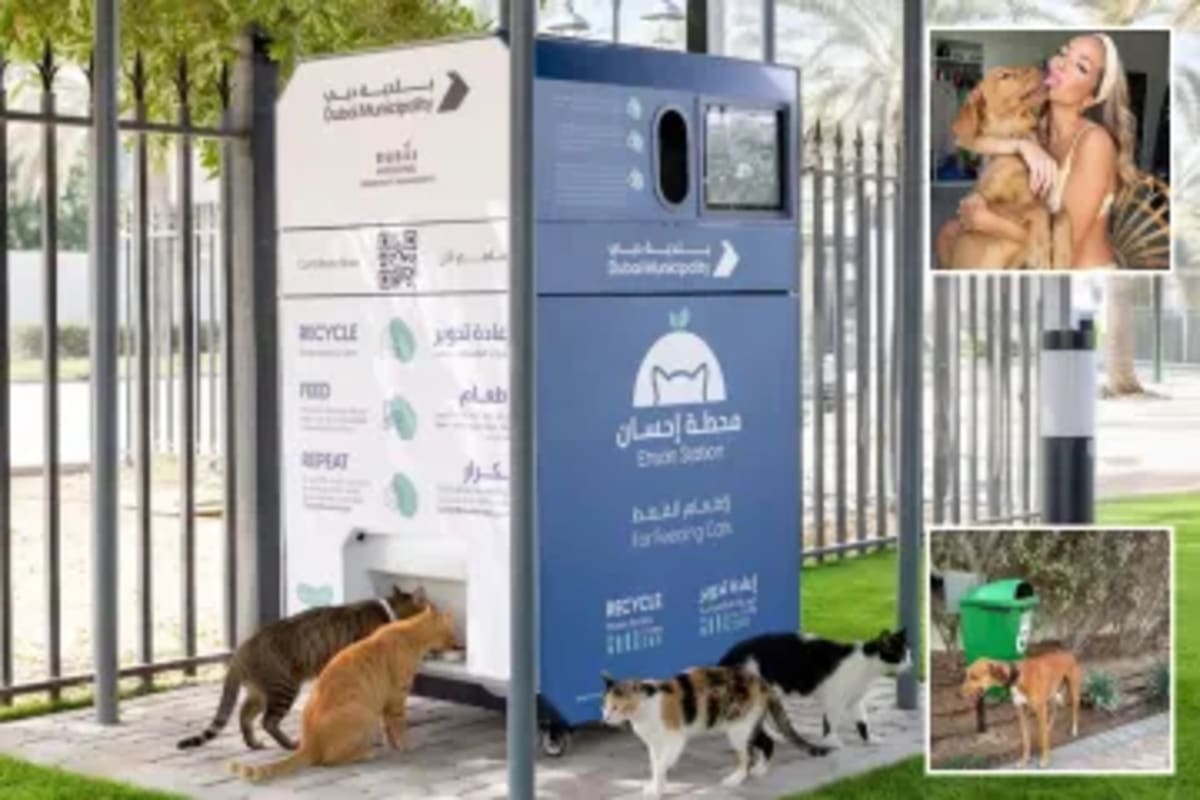 California Firefighters Give CPR to Save 4 Cats From Fire - Image 5