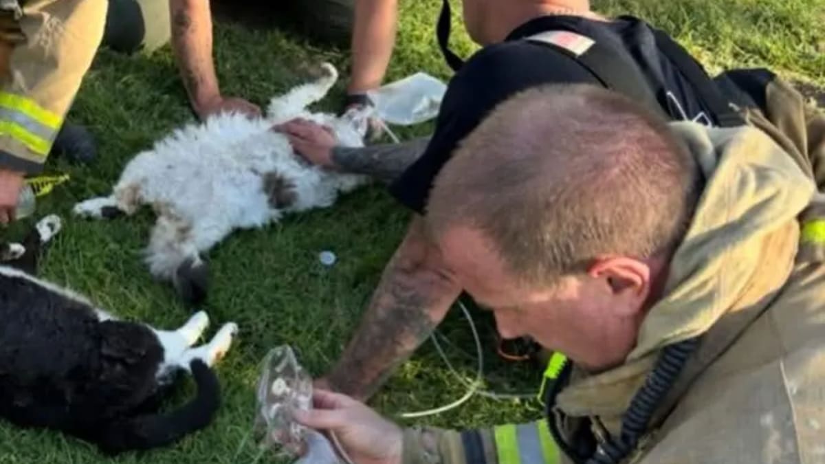 Firefighter administering oxygen to unconscious cat on grass after apartment fire rescue