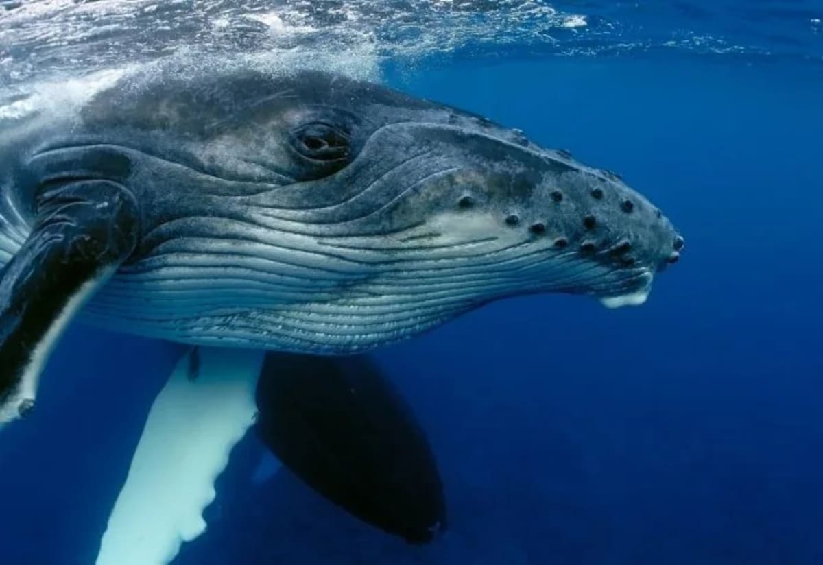 Germany Rushes to Save Stranded Whale With New Air Cushion Plan - Image 2