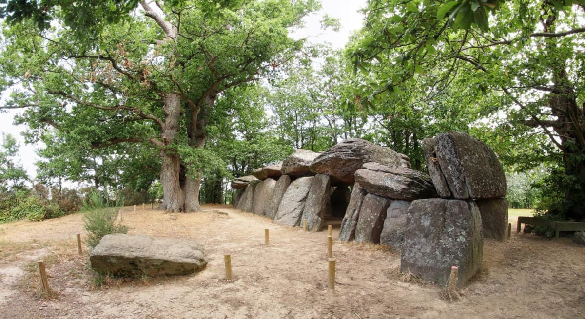 Ancient Plants Beat Earth's Worst Extinction With Night Trick - Image 5