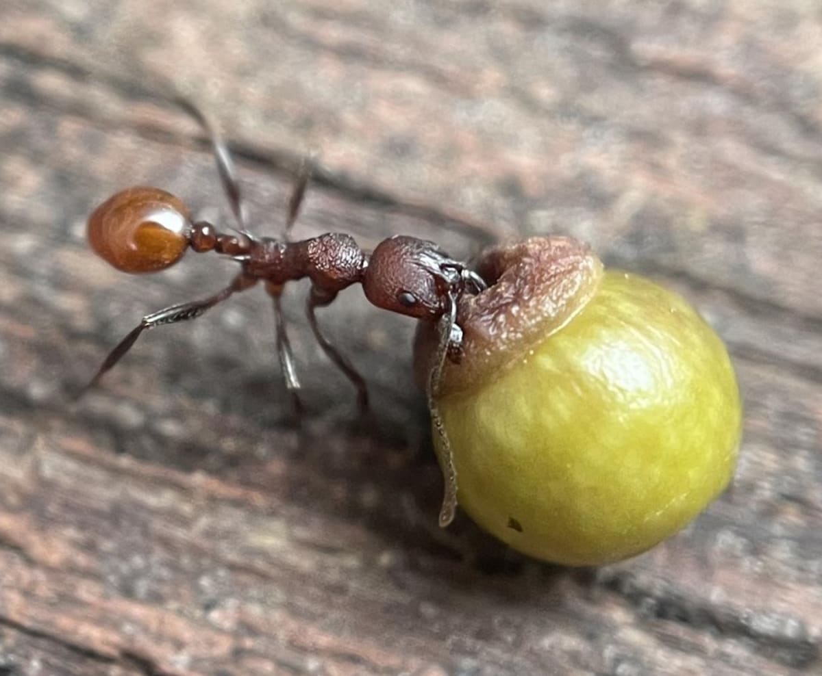 8-Year-Old's Backyard Find Rewrites Biology Textbooks - Image 2