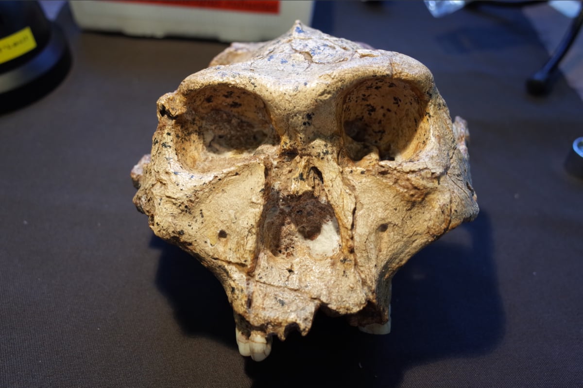 Scientists Propose Reuniting 4 Million Years of Human Family - Image 2