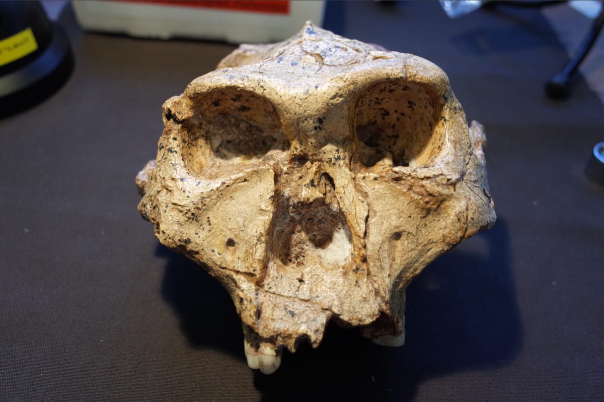 Scientists Propose Reuniting 4 Million Years of Human Family - Image 3